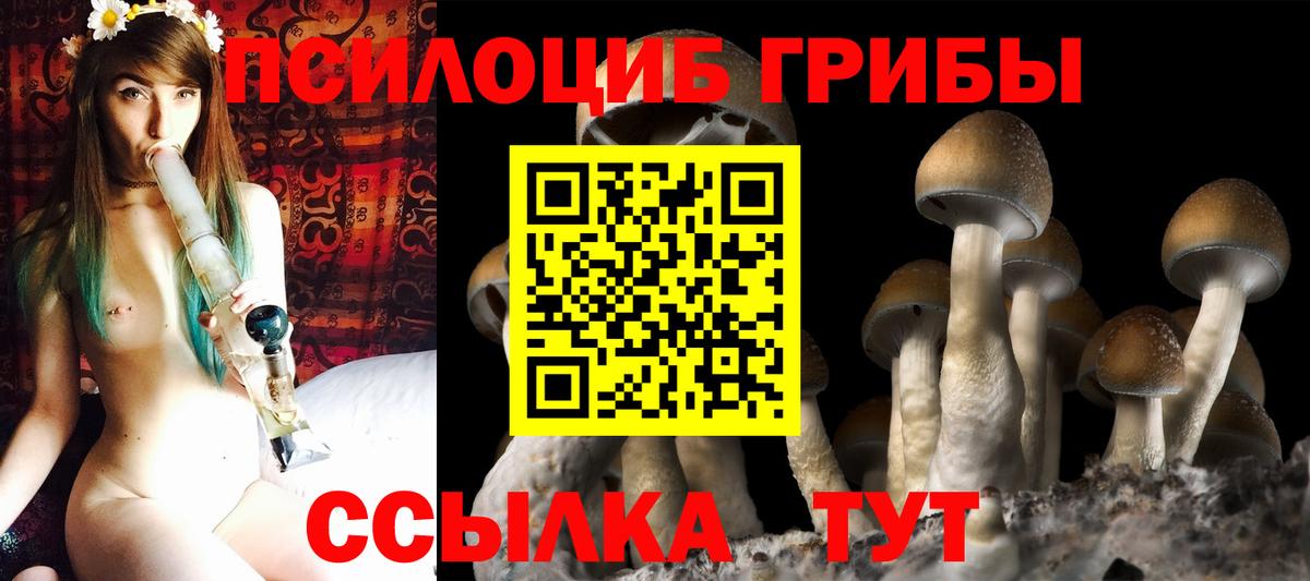 Галлюциногенные грибы Psilocybine cubensis Котельники